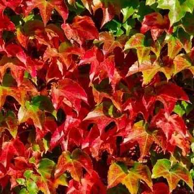 Девичий виноград тройчатый ВИЧИ в Саранске