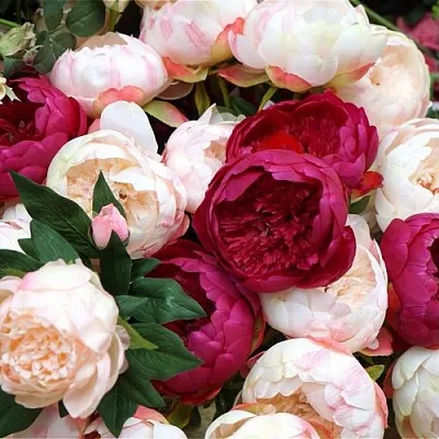 Пионы в Саранске