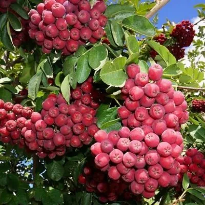 Рябина ГРАНАТНАЯ сладкоплодная — описание сорта Рябина ГРАНАТНАЯ сладкоплодная в Саранске