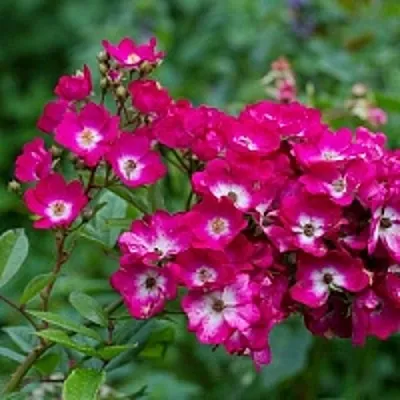 Саженцы роз МАРДЖОРИ ФЕЙР полиантовая  Саженцы роз МАРДЖОРИ ФЕЙР полиантовая в Саранске