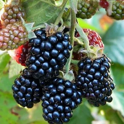 Ежевика ОУАЧИТА бесшипная — описание сорта Ежевика ОУАЧИТА бесшипная в Саранске