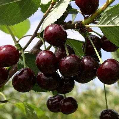 Вишня СВЕРДЛОВЧАНКА степная в Саранске