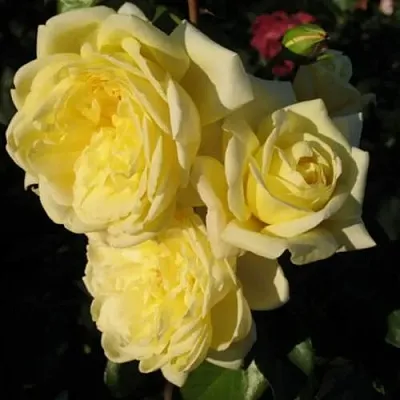 Саженцы роз КАЗИНО плетистая  Саженцы роз КАЗИНО плетистая в Саранске