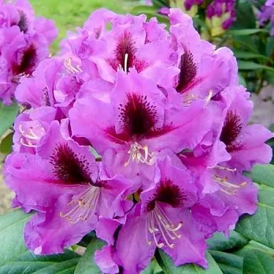 Рододендрон РАСПУТИН в Саранске