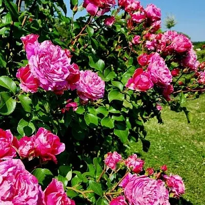 Саженцы роз ИНЕС САСТР плетистая  Саженцы роз ИНЕС САСТР плетистая в Саранске