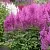 Астильба АМЕТИСТ Арендса в Саранске