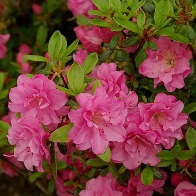 Азалия РОЗИНЕТТА японская в Саранске