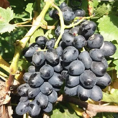 Виноград КИШМИШ АТТИКА в Саранске