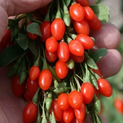 Годжи КОРЕАН БИГ — описание сорта Годжи КОРЕАН БИГ в Саранске