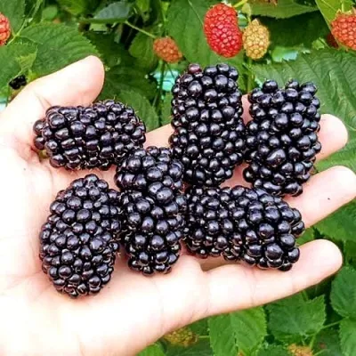 Ежевика ОУАЧИТА бесшипная — описание сорта Ежевика ОУАЧИТА бесшипная в Саранске