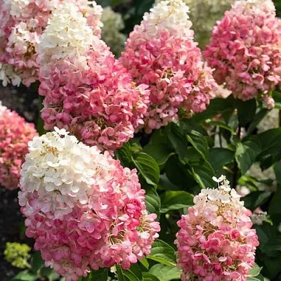 Гортензия ПИНКИ ПРОМИС метельчатая в Саранске
