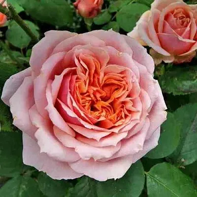 Саженцы роз ПОЛЬ БОКЮЗ шраб  Саженцы роз ПОЛЬ БОКЮЗ шраб в Саранске