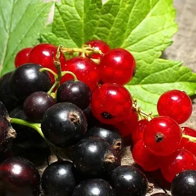 Смородина  в Саранске