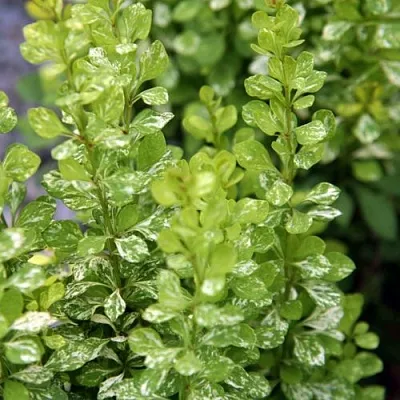 Барбарис ПАУ ВАУ тунберга  Барбарис ПАУ ВАУ тунберга в Саранске