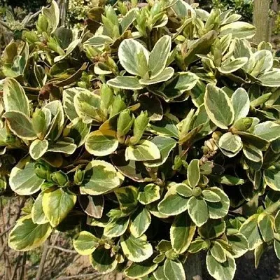 Бересклет КАНАДЕЙЛ ГОЛД   Бересклет КАНАДЕЙЛ ГОЛД  в Саранске