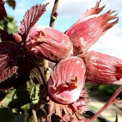 Фундук АЛЫЙ ПАРУС  Фундук АЛЫЙ ПАРУС в Саранске