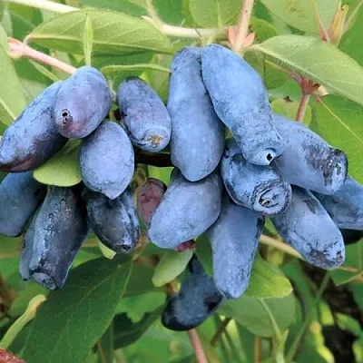 Жимолость съедобная ПАВЛОВСКАЯ  Жимолость съедобная ПАВЛОВСКАЯ в Саранске