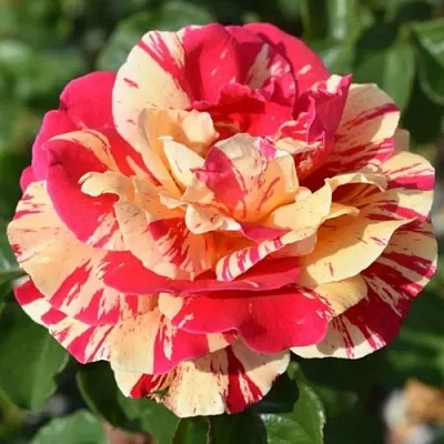 Саженцы роз ВАНИЛЛА ФРАЙЗ плетистая  Саженцы роз ВАНИЛЛА ФРАЙЗ плетистая в Саранске