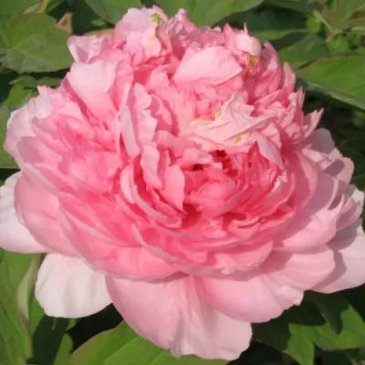 Пион ИМПЕРАТОРСКАЯ НАЛОЖНИЦА древовидный в Саранске