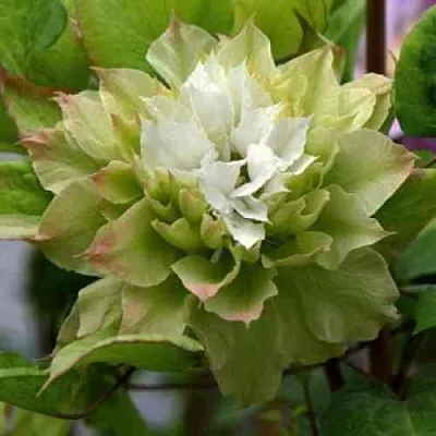 Клематис СЕН-НО-КЕЙЗ в Саранске