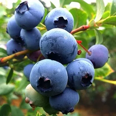 Голубика ДЮК в Саранске