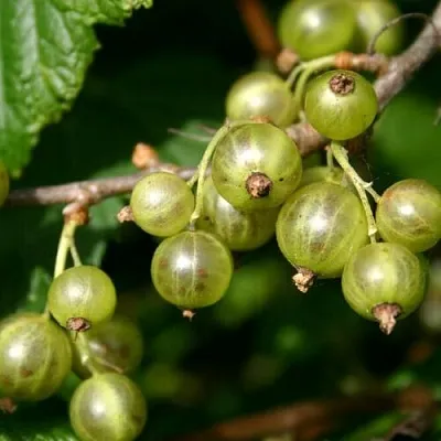 саженцы смородины саженцы смородины