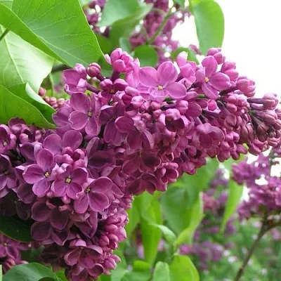 Сирень ДЕНЬ ПОБЕДЫ в Саранске