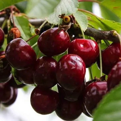 Вишня НОВОДВОРСКАЯ в Саранске