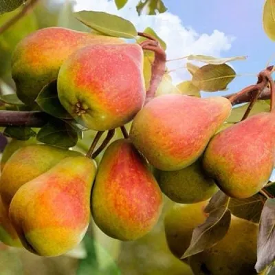 Груша ЗАБАВА в Саранске