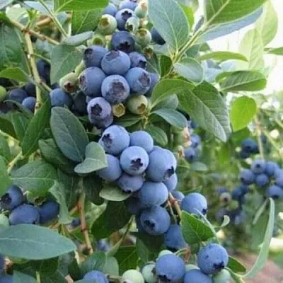 Голубика ЭЛЛИОТ в Саранске