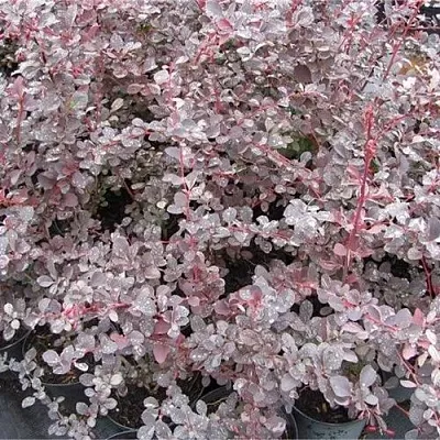 Барбарис СИЛЬВЕР МИЛЕС оттавский   Барбарис СИЛЬВЕР МИЛЕС оттавский  в Саранске