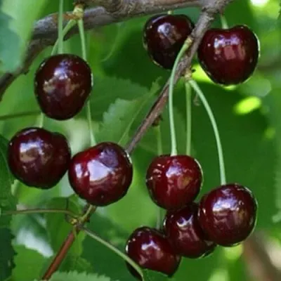 Черешня НАРОДНАЯ  Черешня НАРОДНАЯ в Саранске