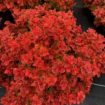 Барбарис РЕД ХОТ ЧИЛИ тунберга  Барбарис РЕД ХОТ ЧИЛИ тунберга в Саранске