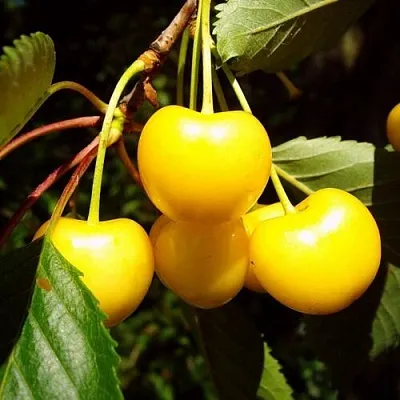 Черешня ЖУРБА  Черешня ЖУРБА в Саранске