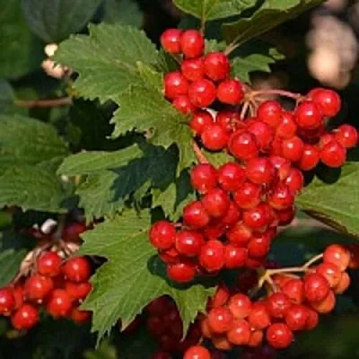 Калина в Саранске