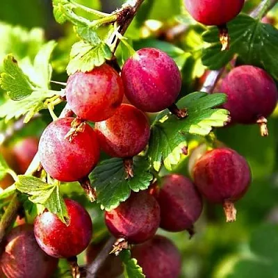 Крыжовник САДКО в Саранске