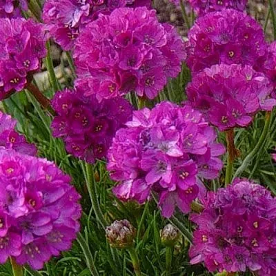 Армерия МОНИНГ СТАР ДИП РОУЗ  Армерия МОНИНГ СТАР ДИП РОУЗ в Саранске