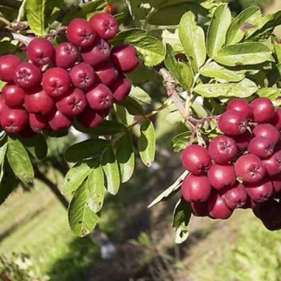 Рябина БУРКА сладкоплодная — описание сорта Рябина БУРКА сладкоплодная в Саранске