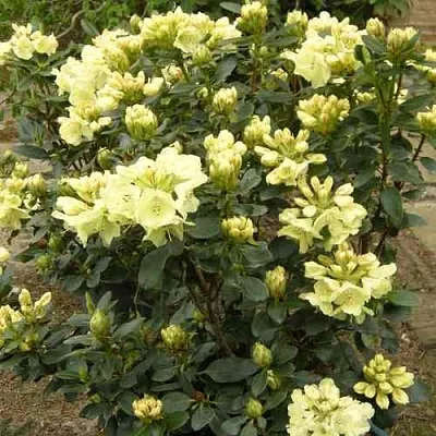 Рододендрон ГОЛДКРОН в Саранске