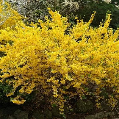 Форзиция ГОЛДЗАУБЕР средняя в Саранске