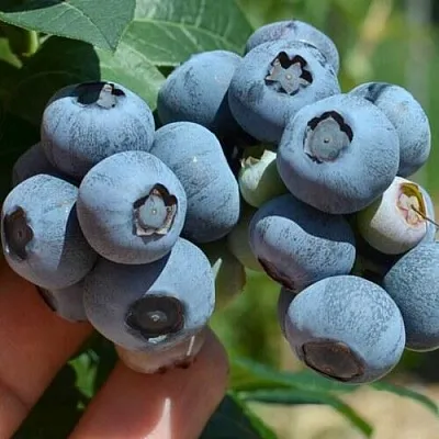 Голубика НЕЛЬСОН в Саранске