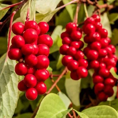 Лимонник КОСТИК китайский  Лимонник КОСТИК китайский в Саранске