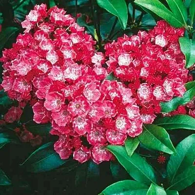 Кальмия КАРДИНАЛ  Кальмия КАРДИНАЛ в Саранске