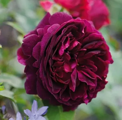 Саженцы роз МАНСТЕД ВУД английская  Саженцы роз МАНСТЕД ВУД английская в Саранске