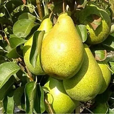 Груша ПАТЕН (ГЛУБОКСКАЯ) в Саранске