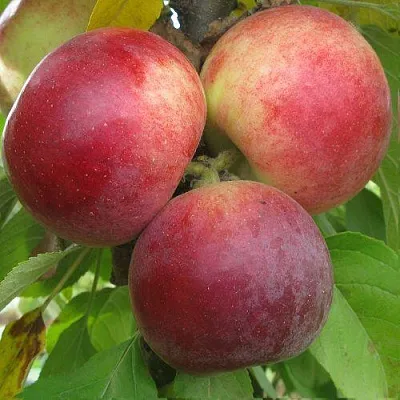 Яблоня БАЛЕРИНА ФЛАМЕНКО колонновидная  Яблоня БАЛЕРИНА ФЛАМЕНКО колонновидная в Саранске