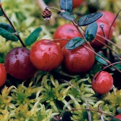 Клюква МАК ФАРЛИН в Саранске