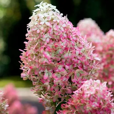 Гортензия РОЯЛ ФЛОВЕР метельчатая в Саранске