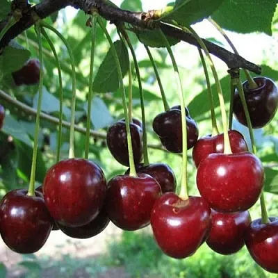 Вишня БЫСТРИНКА в Саранске