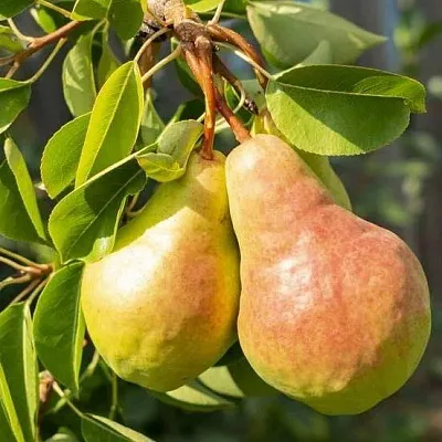 Летние сорта в Саранске